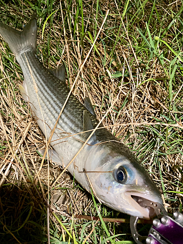 ボラの釣果