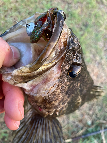 ベッコウゾイの釣果