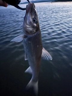 ニゴイの釣果