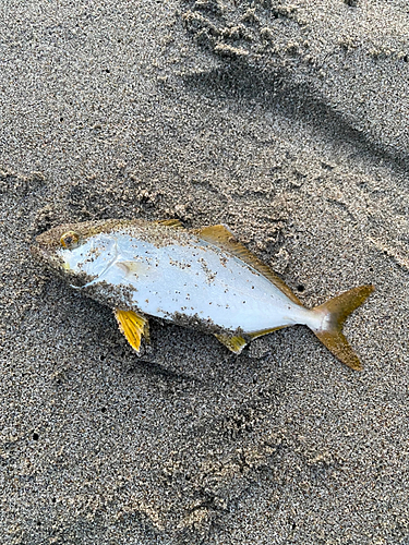 ショゴの釣果