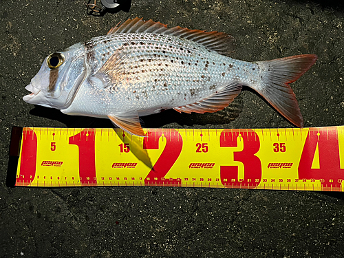 シロダイの釣果