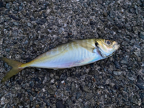 マアジの釣果