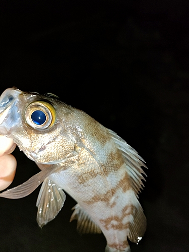 メバルの釣果