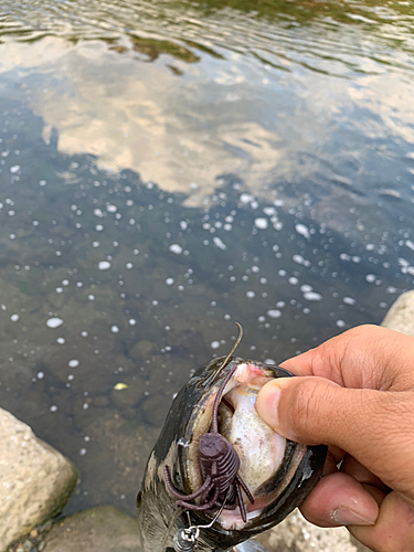 ナマズの釣果