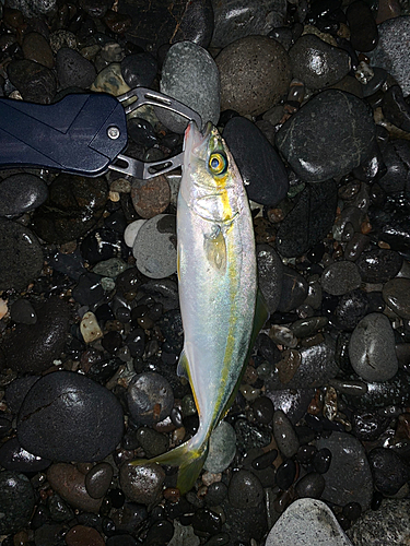 ワカシの釣果