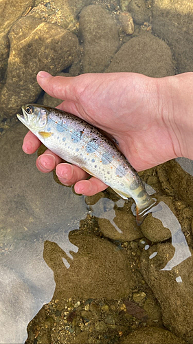 アマゴの釣果