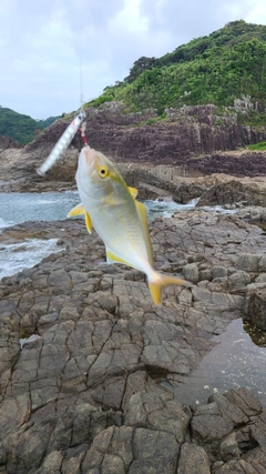 カマスの釣果