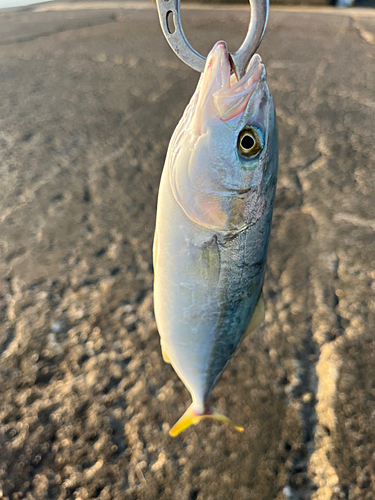 コゾクラの釣果