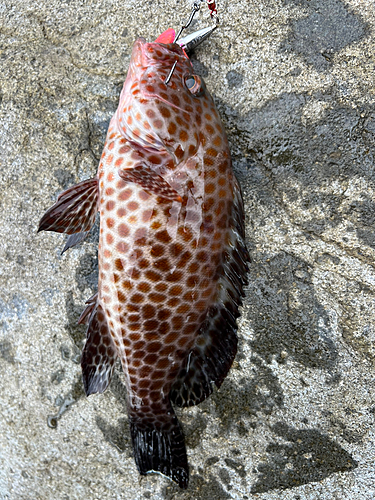 オオモンハタの釣果