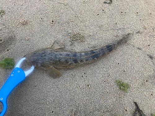 マゴチの釣果