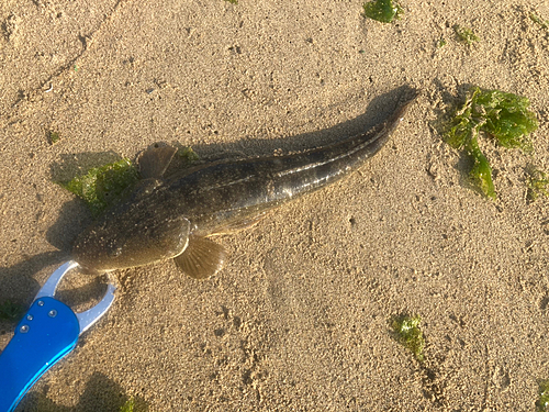 マゴチの釣果