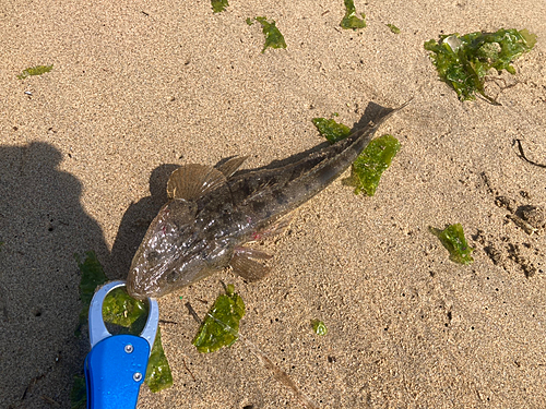 マゴチの釣果