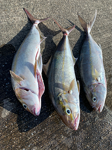 カンパチの釣果