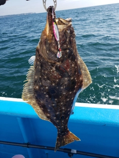 ヒラメの釣果