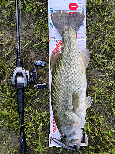 ラージマウスバスの釣果