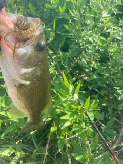 ブラックバスの釣果