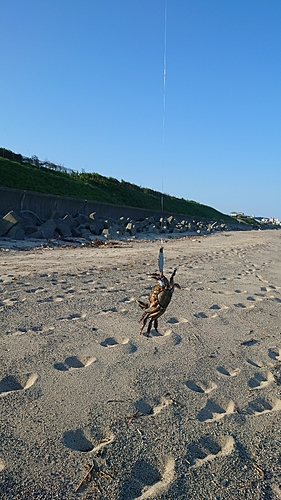 カニの釣果