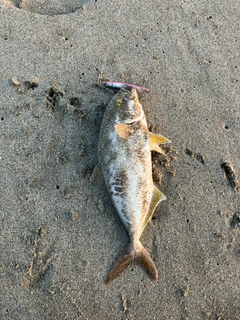 ショゴの釣果