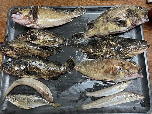 タケノコメバルの釣果