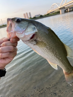 ブラックバスの釣果