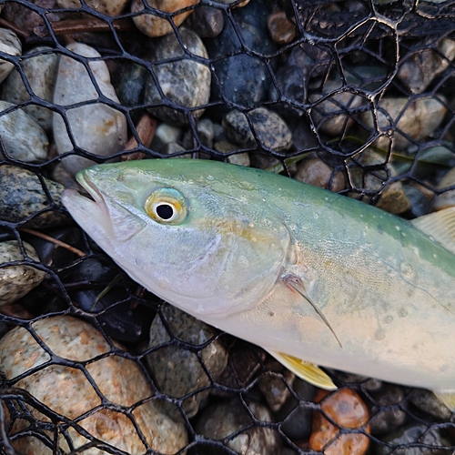 ツバイソの釣果