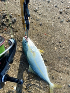 ワカシの釣果