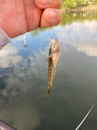 マハゼの釣果