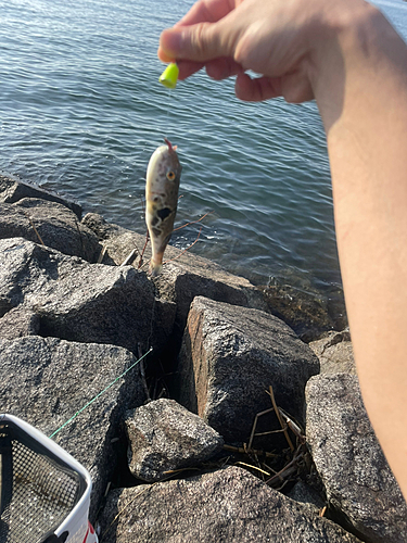 トラフグの釣果