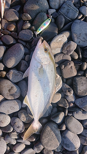 ショゴの釣果