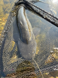 ナマズの釣果