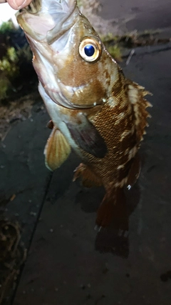 エゾメバルの釣果