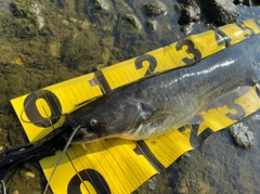 ナマズの釣果