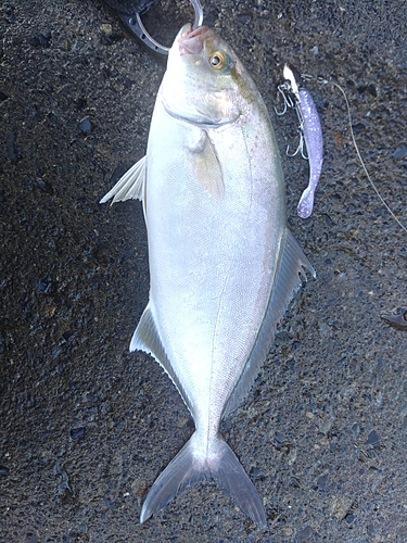 ショゴの釣果