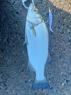 ヒラスズキの釣果