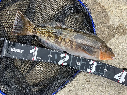 アイナメの釣果