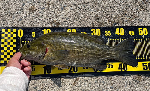 スモールマウスバスの釣果