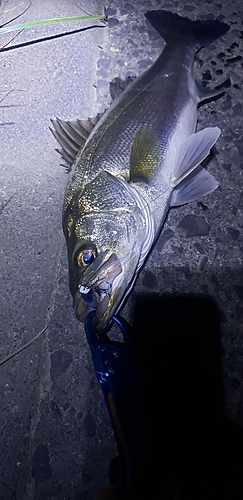 スズキの釣果