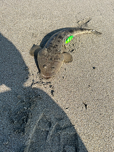 マゴチの釣果