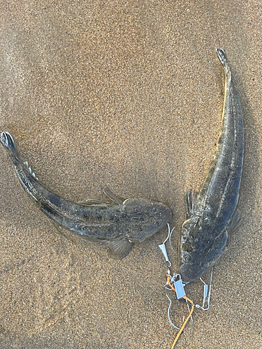 マゴチの釣果