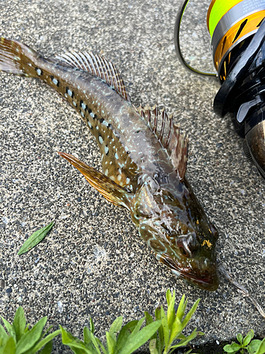 アナハゼの釣果