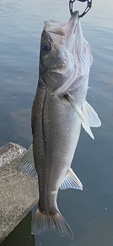 スズキの釣果