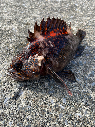 オウゴンムラソイの釣果