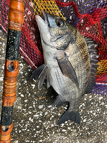 クロダイの釣果