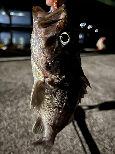 クロソイの釣果