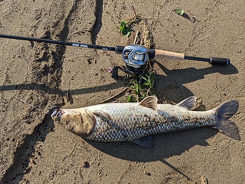 ニゴイの釣果