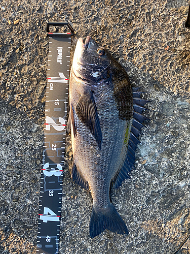 クロダイの釣果