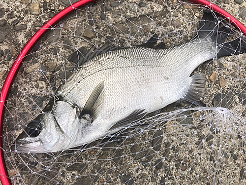 セイゴ（ヒラスズキ）の釣果