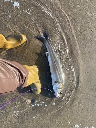 スズキの釣果