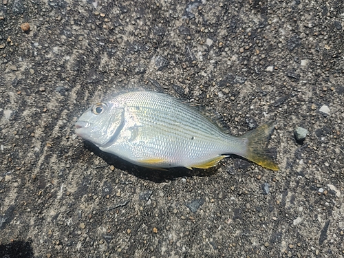 ヘダイの釣果