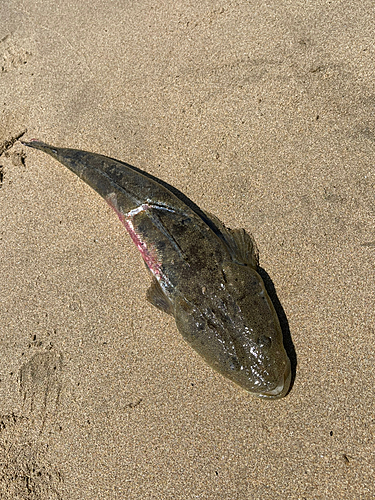 マゴチの釣果